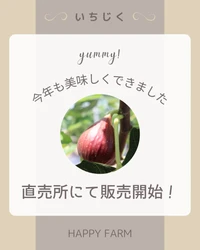 金賞受賞の朝採り完熟いちじく、直売所での販売スタート2025年