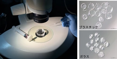 ガラス器具から漏出する亜鉛が受精卵の発生を阻害することを発見　さらに安全で効果的な体外受精法の開発に寄与