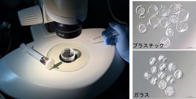 体外受精で用いられるガラス器具（左）、その影響で発生を停止させた胚（右下）