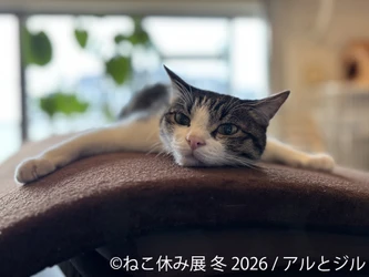 “猫の日”限定企画も実施♪累計200万人動員の人気イベント 『ねこ休み展』1/23～開催　初公開の新作や限定グッズが満載