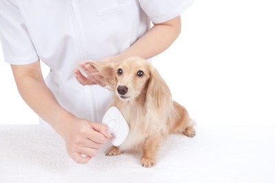 犬の毎日のお手入れに欠かせない便利なグルーミンググッズをご紹介！