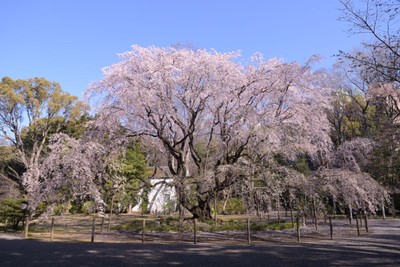 六義園シダレザクラ（過去最盛期の様子）