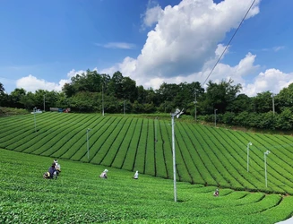 奈良県産「大和抹茶」の化粧品原料化を実現
ご当地コスメを通じて奈良の農の魅力を国内外へ発信
2027年度中に洗顔石けんやハンドクリームを上市予定