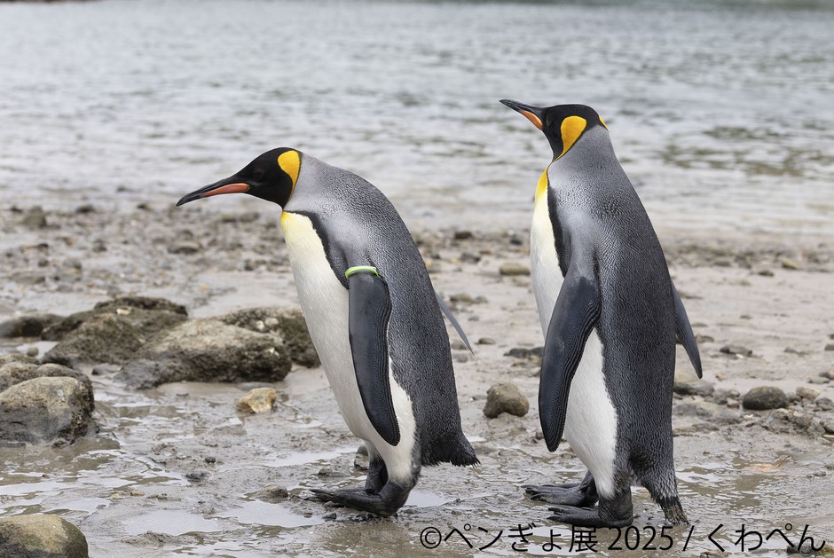 ペンギン 展示作品：くわぺん