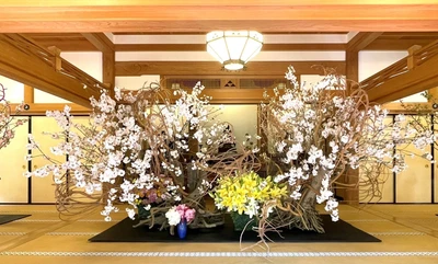 【鎌倉・桜速報】北鎌倉の古刹がピンクに染まる12日間。華道歴40年・假屋崎省吾が挑む、円覚寺「佛日庵」での圧巻の桜インスタレーション開幕！