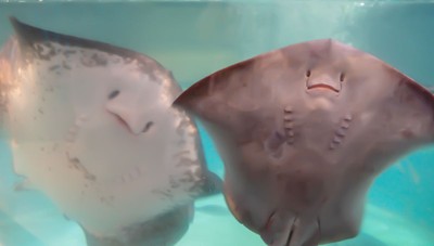 アカエイ