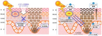 図1：ビタミンC誘導体とセージエキスのシミ抑制メカニズム（左）　図2：シミができるメカニズム（右）