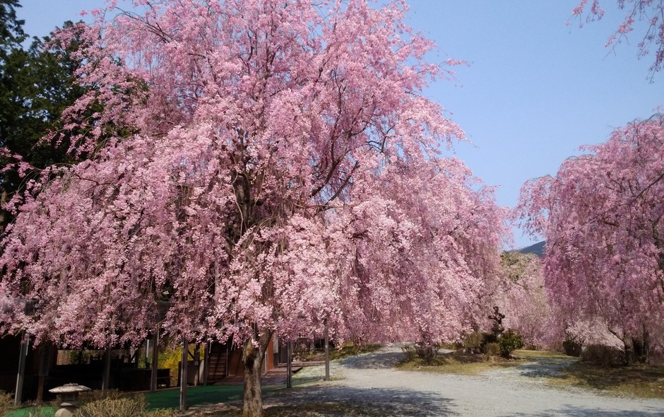 *高見の郷の桜