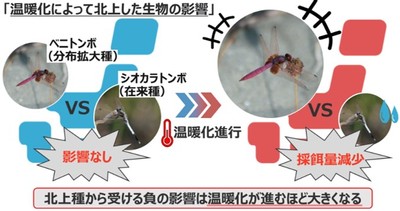温暖化進行により分布拡大種が在来種に与える影響（写真提供：山元駿介）
