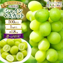 【山梨県中央市】期間限定！フルーツ王国山梨の「果実の宝石」シャインマスカット 500g以上～約1.8kg(1房/2～3房)が受付中