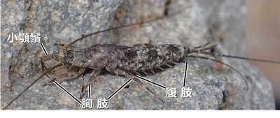 【名城大学】原始的な昆虫、イシノミ目で“交尾器の結合”を初確認！ 昆虫の交尾進化を読み解く重要な手がかりを発見