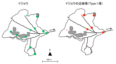 中池見湿地の環境DNA分析における2種のドジョウの陽性検出回数(丸の大きさは相対的な検出数を示す)