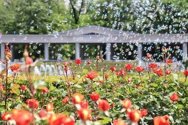 神代植物公園「秋のバラフェスタ」
令和８年10月６日（火）～11月23日（月・祝）開催！