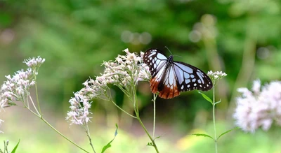 秋を連れてくる“渡り蝶”「アサギマダラ」が 六甲高山植物園に飛来！