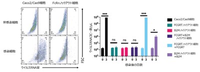 左図:胎児性Fc受容体のサブユニットをコードする遺伝子、FCGRTをノックアウトしたCaco2/Cas9細胞では、古典的ヒトアストロウイルス4型のウイルスRNA増幅が阻害されている。 右図:胎児性Fc受容体をコードする2つの遺伝子、FCGRTとB2M、を単独に、あるいは両方ノックアウトすると、古典的ヒトアストロウイルス1型の感染が阻害される。FCGRTノックアウト細胞に対してFCGRT遺伝子を導入・発現させるとウイルス感受性が復活した。B2M遺伝子でも同様であった。