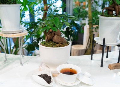 タピオカミルクティー発祥の台湾カフェ「春水堂（チュンスイタン）」×観葉植物専門店「REN」