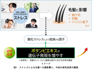 毛髪への悪影響を軽減させる可能性
