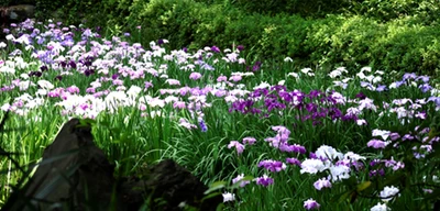 【5/14情報更新】清澄庭園「花菖蒲と遊ぶ」５月24日（土）～６月８日（日）開催！