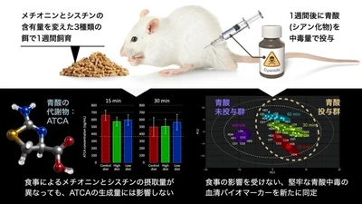 青酸中毒の痕跡を見逃さない　〜食事の影響を受けにくい、青酸の新たなバイオマーカーを同定〜