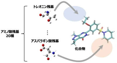 薬剤耐性菌の制圧に向けた創薬の新展開　―アミノ酸マッピングによる新規阻害剤の効率的合成―