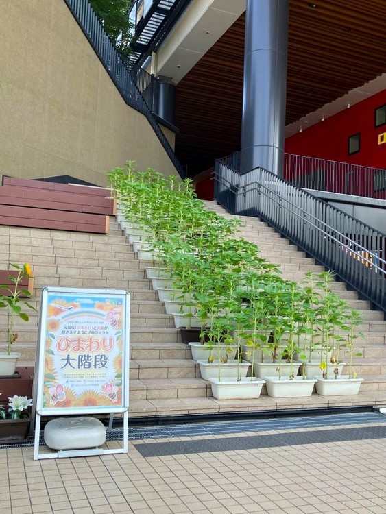 8月初旬　開花予定のひまわり大階段