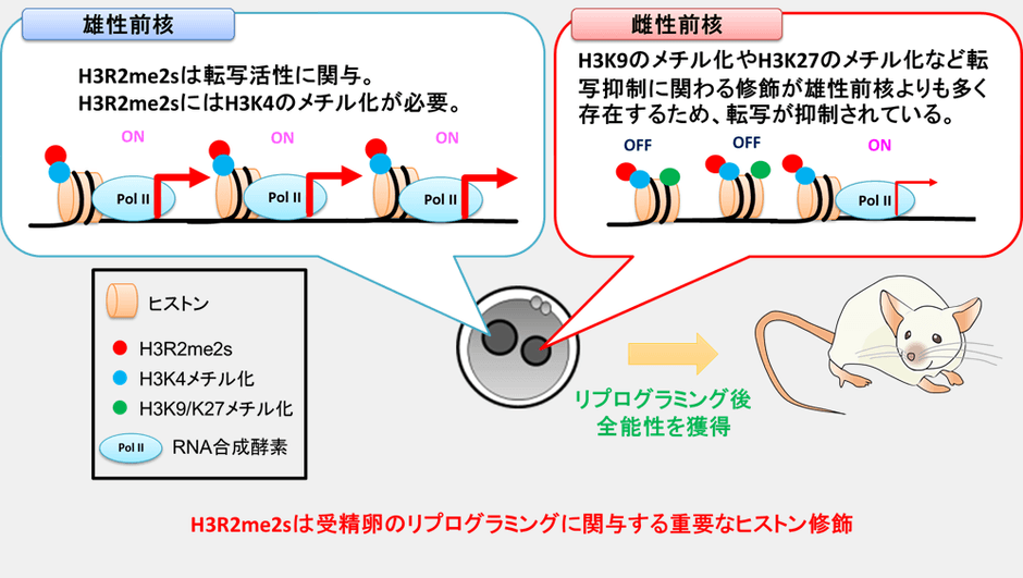 図3 受精卵の雄性前核では、転写活性に関与するH3R2me2sやH3K4のメチル化が存在しているので遺伝子発現が起こっている。一方、雌性ゲノムでは、H3R2me2sもH3K4のメチル化が存在しているが転写活性は低い。雌性前核では、転写抑制に関与するH3の9番目のリシン(H3K9)や27番目のリシン(H3K27)のメチル化が雄性前核よりも多く存在しているため、転写活性が抑えられていると考えられている。