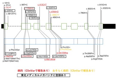 図1.ECHS1の遺伝子構造とバリアント 緑色の図はECHS1遺伝子の構造を示し、青色の図はECHS1のタンパク質を示している。バリアントが遺伝子上のどの部位に位置しているか、どのような塩基置換およびアミノ酸置換を生じるのかを図示した。