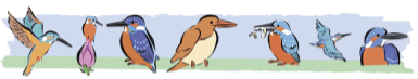 カワセミ