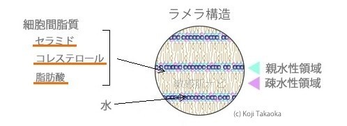 ラメラ構造