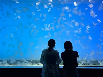クラゲ大水槽「くらげ３６５」