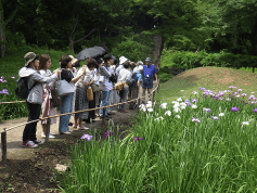 過去の「花菖蒲めぐり」の様子
