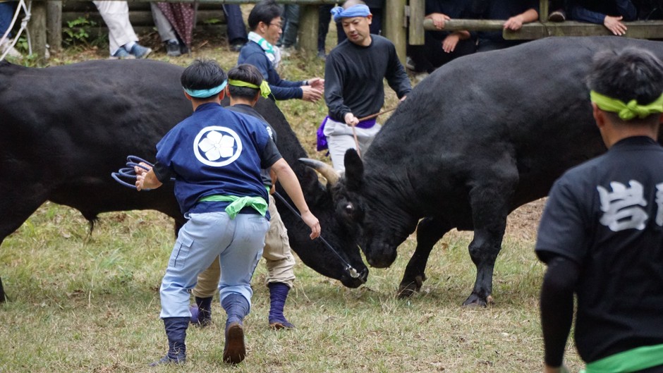 人牛一体となって戦う様子:画像は隠岐の島町観光協会様提供