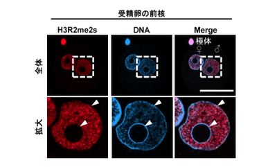 図2 受精卵の前核におけるH3R2me2sとDNAの染色像。雄性前核を拡大すると、DNAのシグナルが強いところ(ヘテロクロマチン領域)ではH3R2me2sがほとんど検出されないが、DNAのシグナルが弱いところ(ユークロマチン領域)ではH3R2me2sが認められる。♂:雄性前核、♀:雌性前核、スケールバー:50 μm