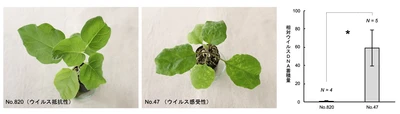 世界初！ 新しいウイルス抵抗性遺伝子をナスから特定　世界中の農作物のウイルス病被害低減に繋がる成果