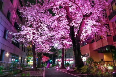 【桜が人生を照らす】都立大学駅前で没入体感型 桜の並木道ライトアップ2026開催｜地元商店街×大学研究室が共創