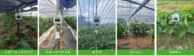 鹿児島県南種子町でのIoT農業支援を展開　 農業AI/IoTソリューション 「e-kakashi」導入で収穫量倍増の成果も