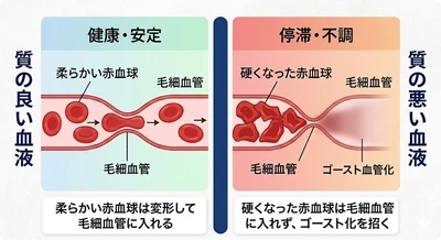 睡眠中の“呼吸構造の新変化”が血液の質を乱す──睡眠の質の低下につながる体内環境の乱れを新たに確認