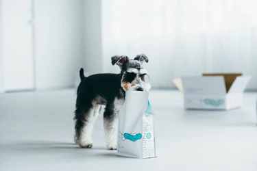 長く愛用され続け、10万食を突破！愛犬の健康を第一に考えた至高のドッグフード！
