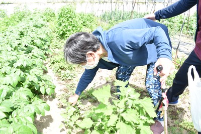 スタッフとともに畑でアカザを摘む利用者。畑での活動や交流も、その人らしい暮らしにつながる大切なリハビリの一つとなっている。