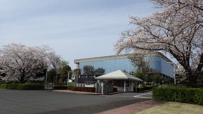 写真2：満開のソメイヨシノと研究所本館