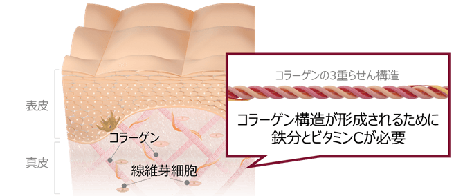 イメージ図　美しい肌のコラーゲン産生に必要な鉄分とビタミンC