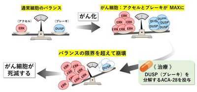 がん細胞のブレーキを標的にした化合物ACA-28