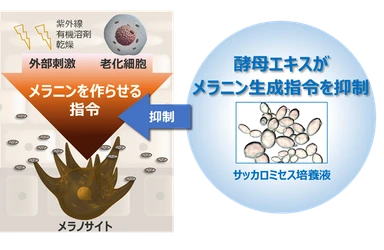 シミの引き金であるメラニン生成指令を酵母エキスが抑制 ～サッカロミセス培養液の新たな作用を発見～