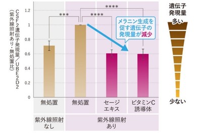 図3：CSF2遺伝子の発現抑制効果