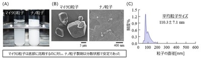 図1　（A，B）マイクロ粒子とナノ粒子の比較（（A）製剤の外観画像、（B）電子顕微鏡画像）、（C）ミノキシジルナノ粒子の粒度分布　出展：Biol. Pharm. Bull., 47(12), 2024.（一部改変）