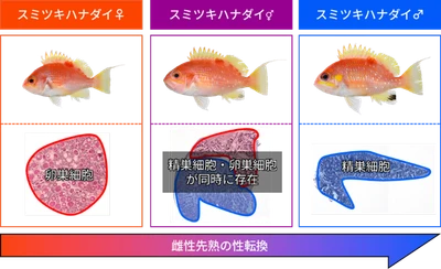 希少魚である「スミツキハナダイ」が性転換することを発見　魚類の繁殖様式や生態の理解をすすめる研究成果