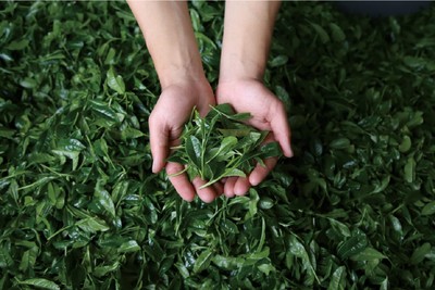 大和園・茶葉（写真提供：株式会社大和園）