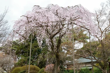 【清水公園】さくらまつり2026開催中！桜の見ごろ近づく