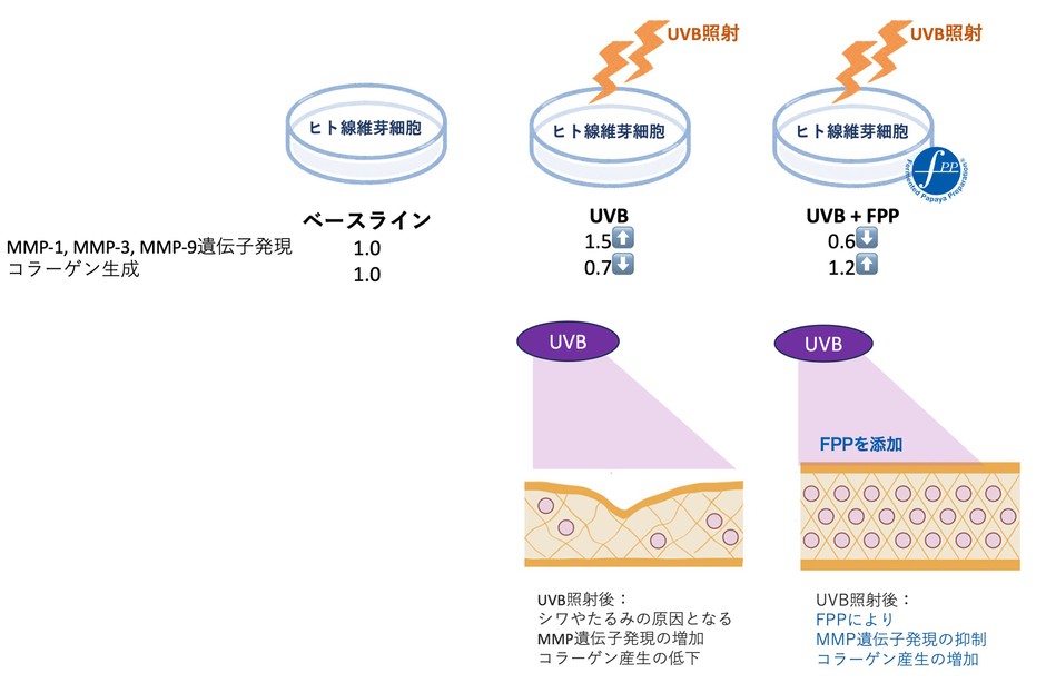 図3 紫外線照射後のヒト皮膚線維芽細胞におけるFPPの効果(ベースラインからの変化)