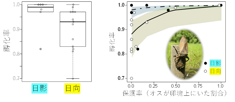 図4．日向と日陰の孵化率の比較、オスが卵塊に覆いかぶさっていた割合と孵化率の関係。網掛け部分は95%信頼区間を示す